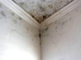 Why You Should Choose Our Mold Remediation Services in San Rafael, CA