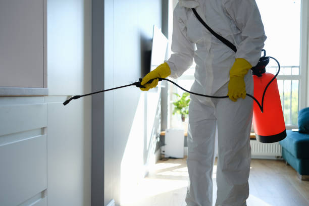 Mold Odor Removal Services in San Rafael, CA